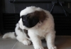 Sweet-Saint-Bernard-Puppies-